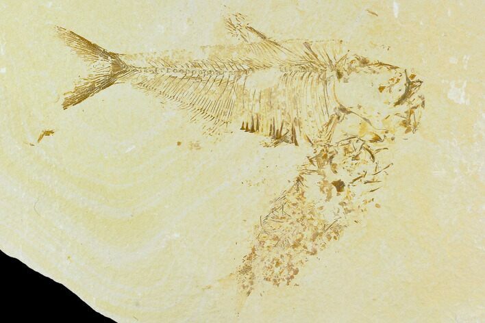 Bargain, Fossil Fish (Diplomystus) - Green River Formation #120490